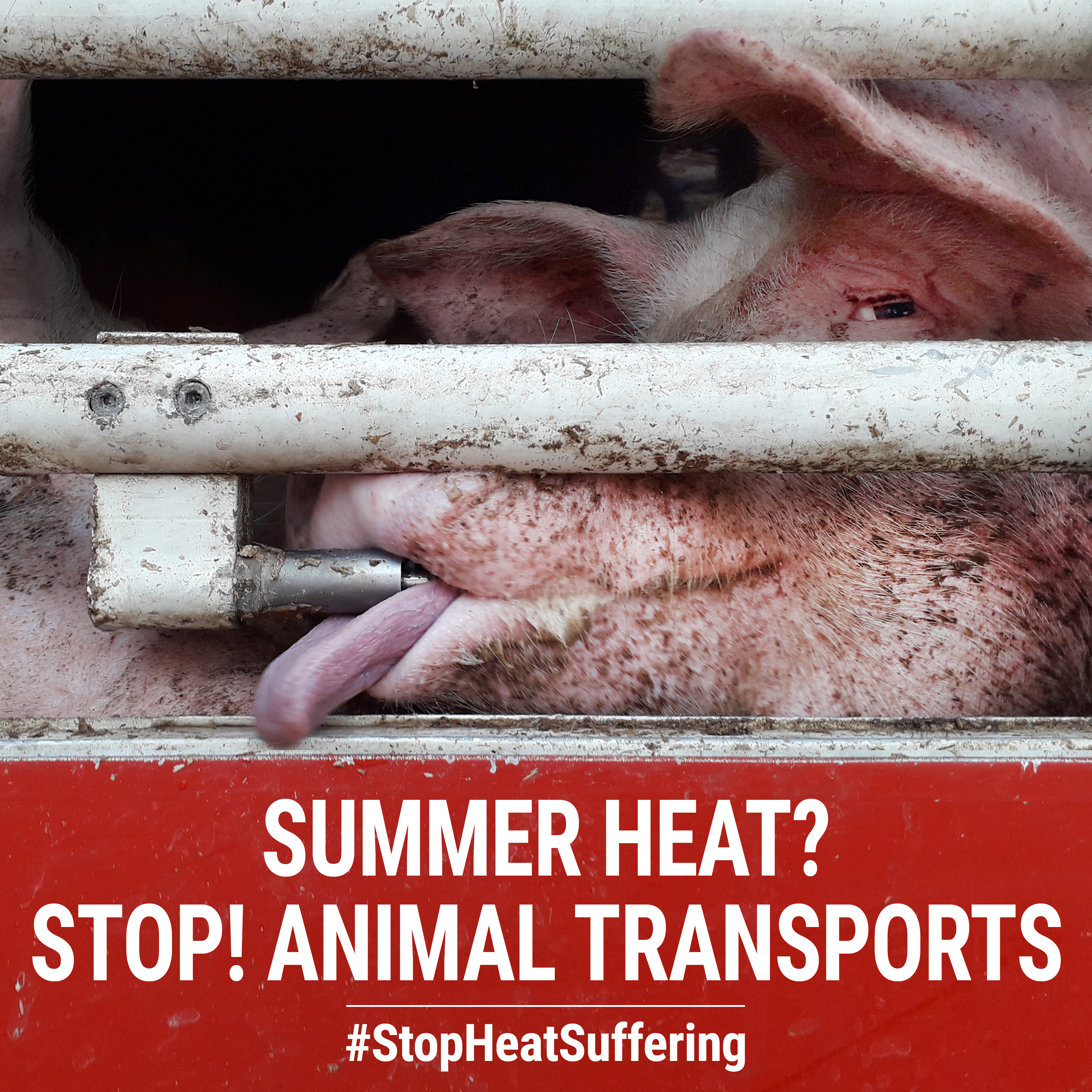 Transport zwierząt w upał sprawia cierpienie! #StopHeatSuffering